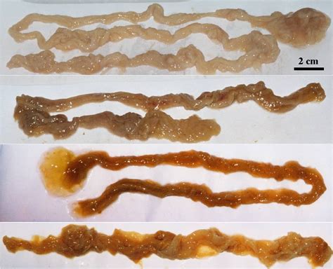 rope worm are fake